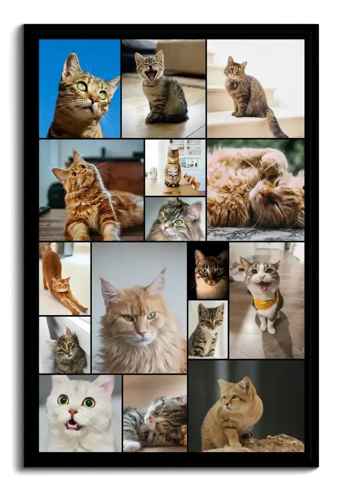 Kattenfotocollage in een zwarte staande lijst met kattenfoto's van verschillende formaten en smalle donkere randen