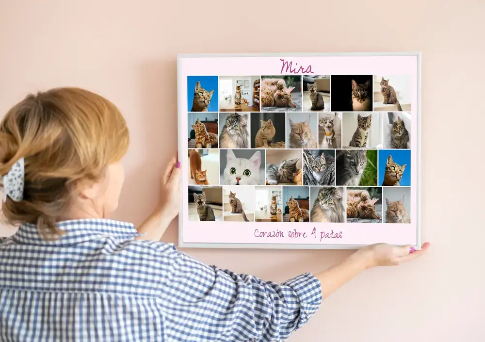 Collage de fotos de gatos en filas, con nombre y texto sobre fondo rosa, en marco blanco sobre una pared melocotón