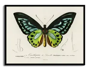 Alcide d'Orbigny Natural History Plate 087, 1840s