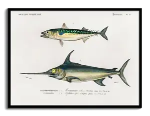 Natural History Fish Plate: Mackerel & Swordfish