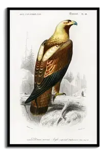 Imperial Eagle Plate 28, 1840s Natural History