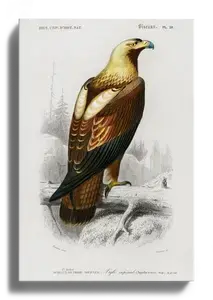 Imperial Eagle Plate 28, 1840s Natural History