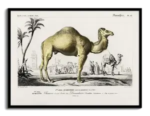Vintage Natural History Print - d'Orbigny 1840s Plate - add to your wall today