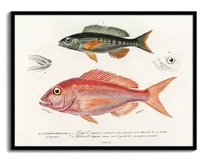 Natural History Art Print (1840s) – d'Orbigny Plate, Get Your Vintage Wall Art