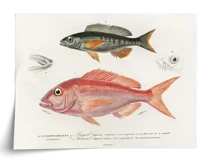 Fish Plate by d'Orbigny, 1840s - Art Print