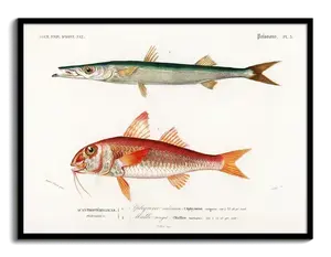 Order Your Vintage Fish Print: Barracuda & Red Mullet, 1840s d'Orbigny Natural History