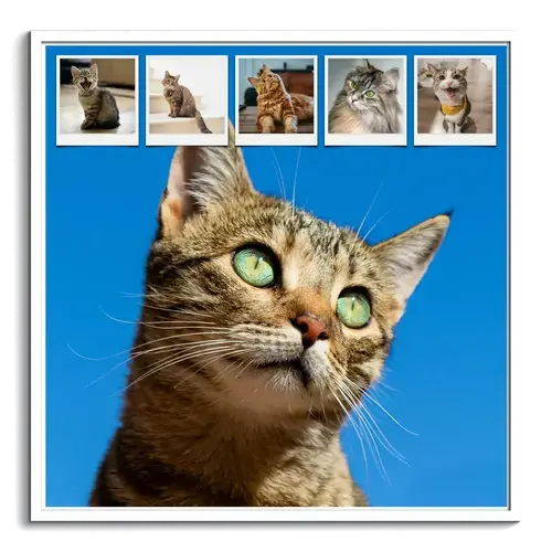 Katzen-Fotocollage jetzt gestalten - z.B. Herz auf 4 Pfoten, mit deinem Text