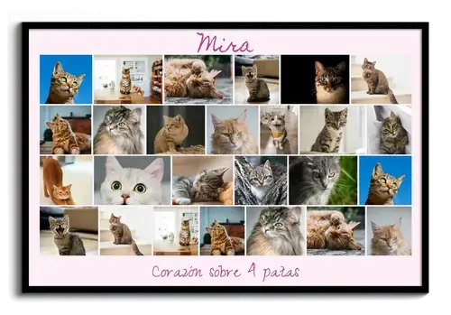 Collage de Fotos de Gato - "Corazón a 4 Patas"