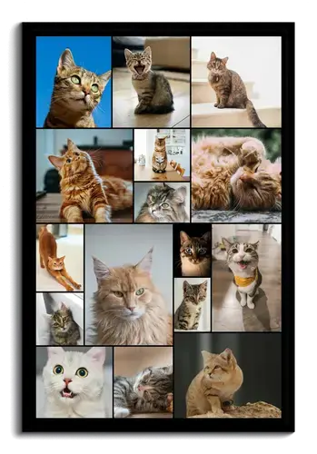 Katzen-Fotocollage jetzt gestalten - z.B. Herz auf 4 Pfoten, mit deinem Text