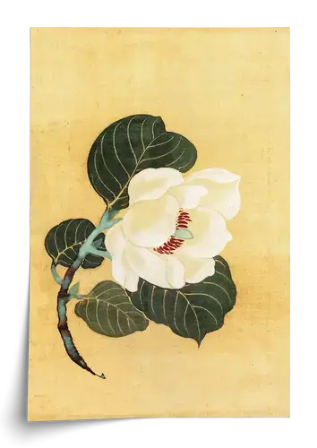 White Camellia Art Print on Beige Background