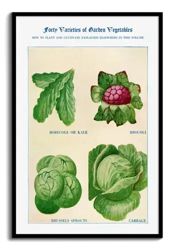 Boerenkool, broccoli, spruitjes en kool aquarel