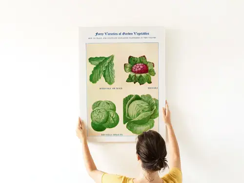 Boerenkool, broccoli, spruitjes en kool aquarel