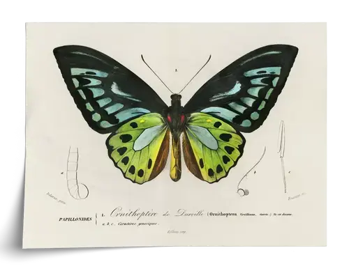 Schmetterling Ornithoptera – Naturkundetafel 1840