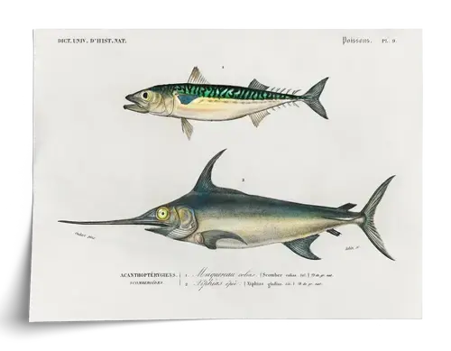 Natural History Fish Plate: Mackerel & Swordfish
