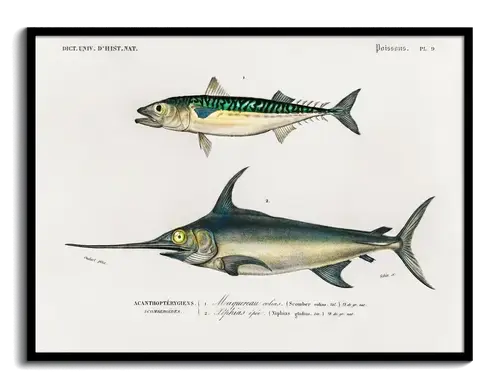 Natural History Dictionary Plate, d'Orbigny, 1840s