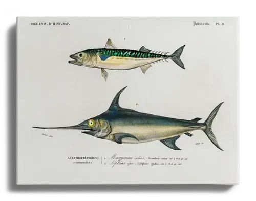 Natural History Dictionary Plate, d'Orbigny, 1840s