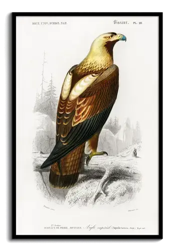 Imperial Eagle Plate 28, 1840s Natural History