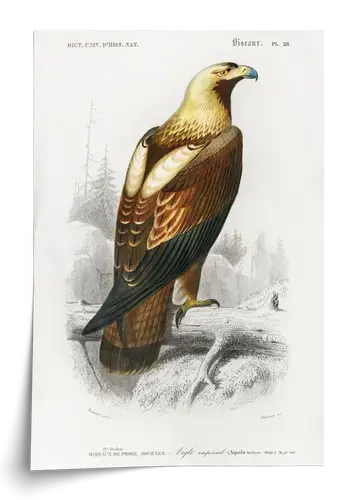 Imperial Eagle Plate 28, 1840s Natural History