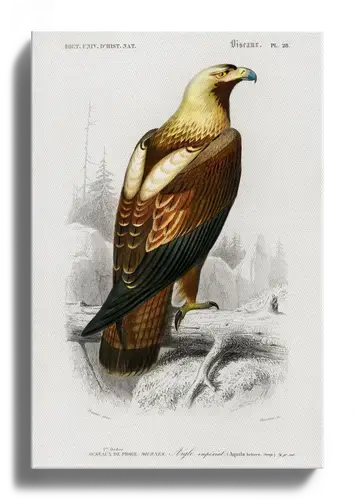 Imperial Eagle Plate 28, 1840s Natural History