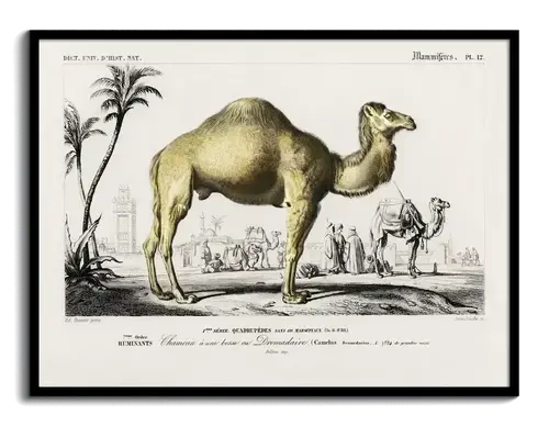 Dromedary Camel, 1840s Natural History Plate