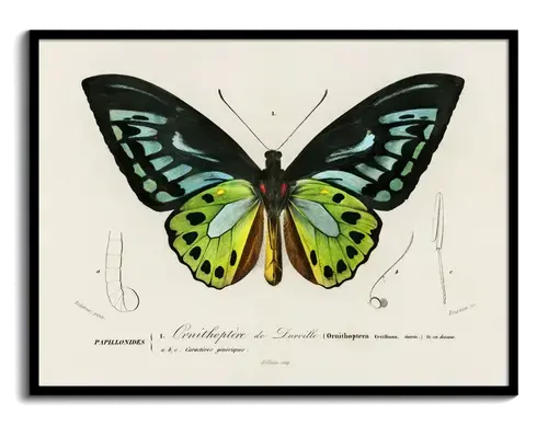 Ornithoptera Butterfly Plate 1840s Art Print