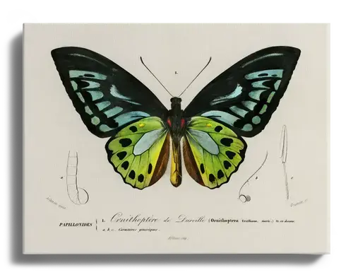 Ornithoptera Butterfly Plate 1840s Art Print