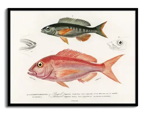 Fish Plate by d'Orbigny, 1840s - Art Print