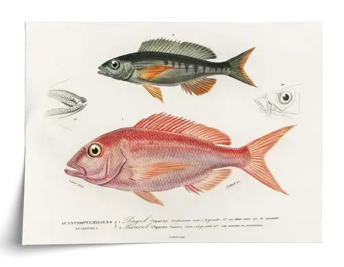Fish Plate by d'Orbigny, 1840s - Art Print