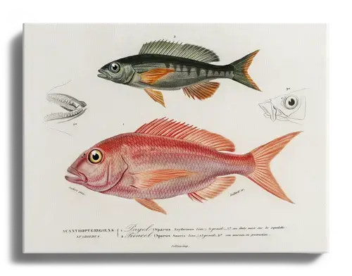 Fish Plate by d'Orbigny, 1840s - Art Print