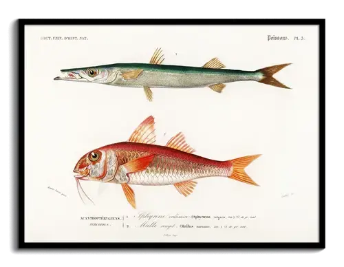 d’Orbigny Fischtafel: Barrakuda & Rotbarbe, 1840er
