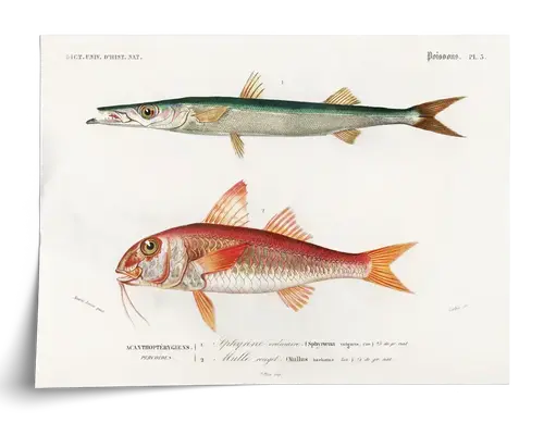 d’Orbigny Fischtafel: Barrakuda & Rotbarbe, 1840er