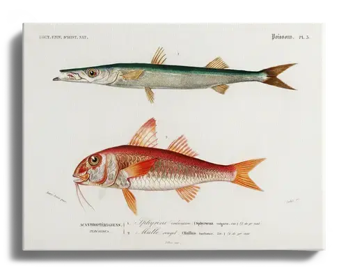 d’Orbigny Fischtafel: Barrakuda & Rotbarbe, 1840er